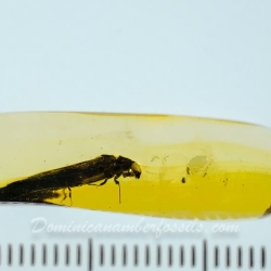 V1891 Coleoptera Lymexylidae 3