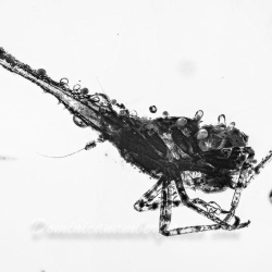 V1892 Homoptera Dictyopharidae 5