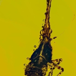 V1892 Homoptera Dictyopharidae 8