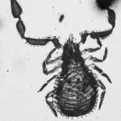 V1893 Pseudoscorpion 2