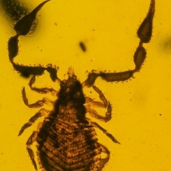 V1893 Pseudoscorpion 3