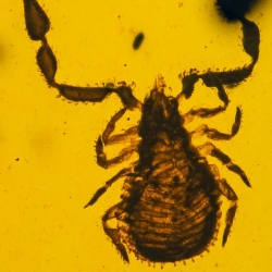 V1893 Pseudoscorpion