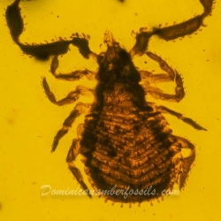 V1893 Pseudoscorpion 6