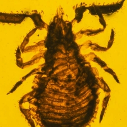 V1893 Pseudoscorpion 7