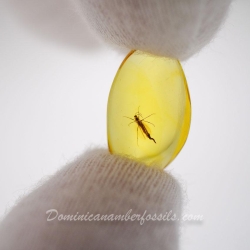 V1895 Dark Winged Fungus Gnat Diptera Nematocera Sciaridae 11