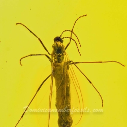 V1895 Dark Winged Fungus Gnat Diptera Nematocera Sciaridae 2