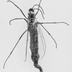 V1895 Dark Winged Fungus Gnat Diptera Nematocera Sciaridae 3