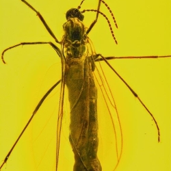 V1895 Dark Winged Fungus Gnat Diptera Nematocera Sciaridae 4