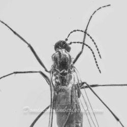 V1895 Dark Winged Fungus Gnat Diptera Nematocera Sciaridae 5