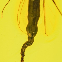 V1895 Dark Winged Fungus Gnat Diptera Nematocera Sciaridae 7