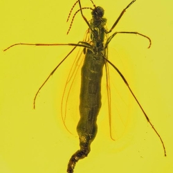 V1895 Dark Winged Fungus Gnat Diptera Nematocera Sciaridae 8