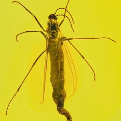 V1895 Dark Winged Fungus Gnat Diptera Nematocera Sciaridae