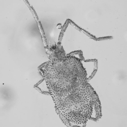 V1900 Acari Caeculidae Heteroptera Miridae Philinae 4