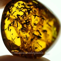 V1901 Praying Mantis Fossil In Dominican Amber 11