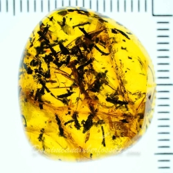 V1901 Praying Mantis Fossil In Dominican Amber 12