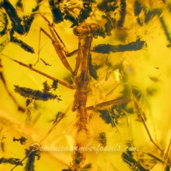 V1901 Praying Mantis Fossil In Dominican Amber 2