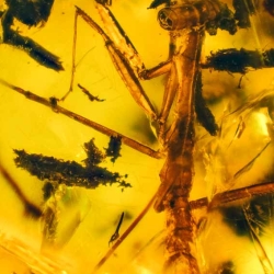 V1901 Praying Mantis Fossil In Dominican Amber 3