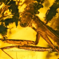 V1901 Praying Mantis Fossil In Dominican Amber 6