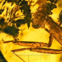 V1901 Praying Mantis Fossil In Dominican Amber 7