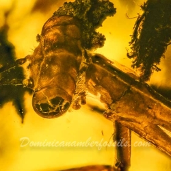 V1901 Praying Mantis Fossil In Dominican Amber 8