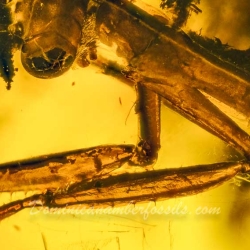 V1901 Praying Mantis Fossil In Dominican Amber 9