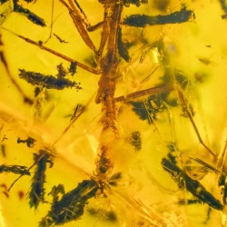 V1901 Praying Mantis Fossil In Dominican Amber