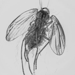 V1907 Sand Fly Diptera Psycodidae 2