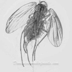 V1907 Sand Fly Diptera Psycodidae 3