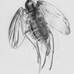 V1907 Sand Fly Diptera Psycodidae 5