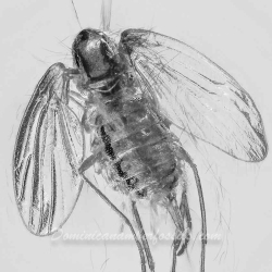 V1907 Sand Fly Diptera Psycodidae 7