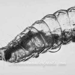 V1908 Larva 10