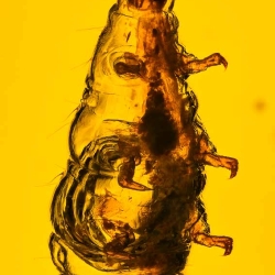 V1908 Larva 11