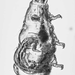 V1908 Larva 12