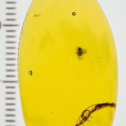 V1908 Larva 4