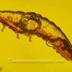 V1908 Larva 5