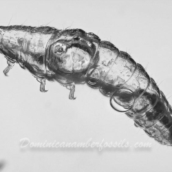 V1908 Larva 6