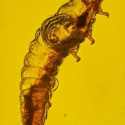 V1908 Larva 7