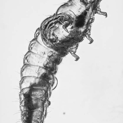 V1908 Larva 8