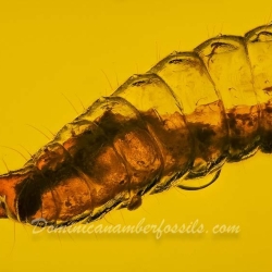 V1908 Larva 9