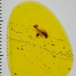 V1909 Termite  Live Drebis In Water