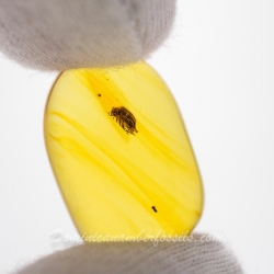 V1911 Coleoptera Chrysomelidae Penis Extended 11