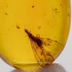 V1912 Dominican Amber Fossil Insect Inclusion Winged Termite 10