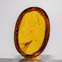 V1912 Dominican Amber Fossil Insect Inclusion Winged Termite 11