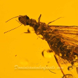 V1912 Dominican Amber Fossil Insect Inclusion Winged Termite 3