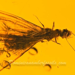 V1912 Dominican Amber Fossil Insect Inclusion Winged Termite 6