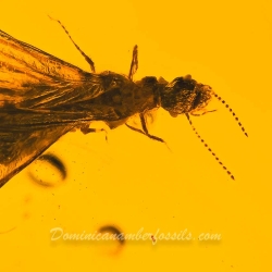 V1912 Dominican Amber Fossil Insect Inclusion Winged Termite 8