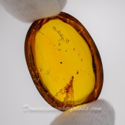 V1912 Dominican Amber Fossil Insect Inclusion Winged Termite 9