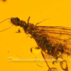 V1912 Dominican Amber Fossil Insect Inclusion Winged Termite