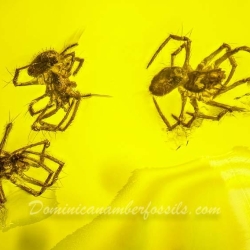 V1915 Arachnida Araneae Spiderlings 5