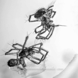 V1915 Arachnida Araneae Spiderlings 6